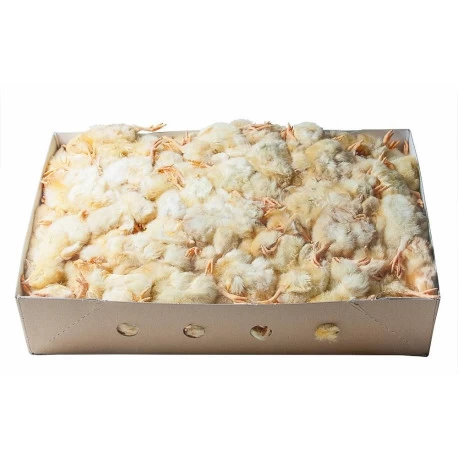 Poussins Congelés D'un Jour 10kg 3 Poussins Congelés D'un Jour 10kg